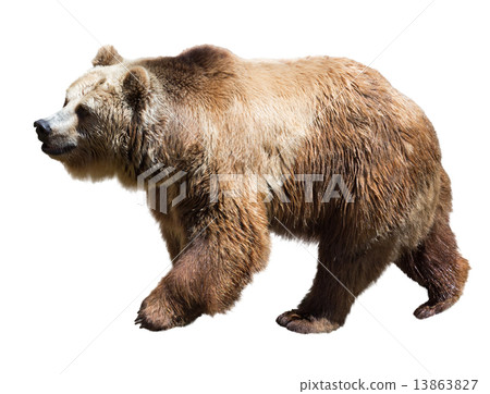 Bear. Isolated  over white 13863827