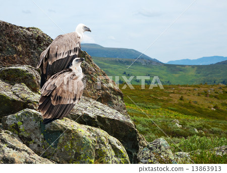 Couple of Griffon vulture Couple of Griffon vulture 13863913
