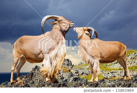 Standing couple  of sheeps 13863969