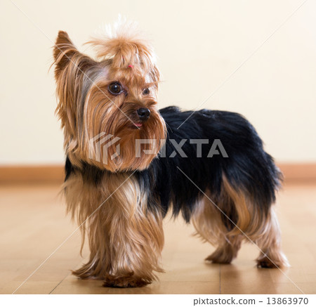 Yorkshire Terrier dog staying on  floor indoor 13863970