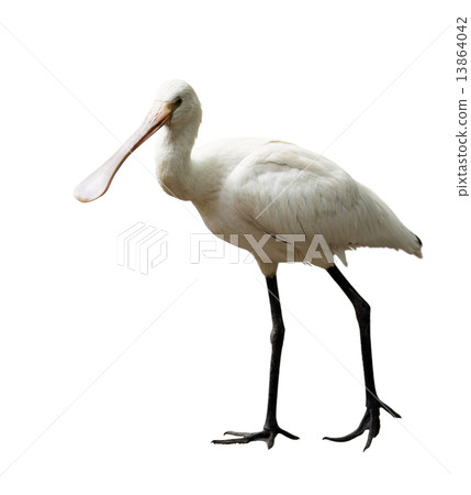 Eurasian Spoonbill Eurasian Spoonbill 13864042