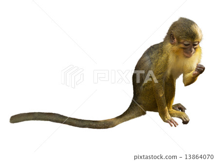 Talapoin 13864070