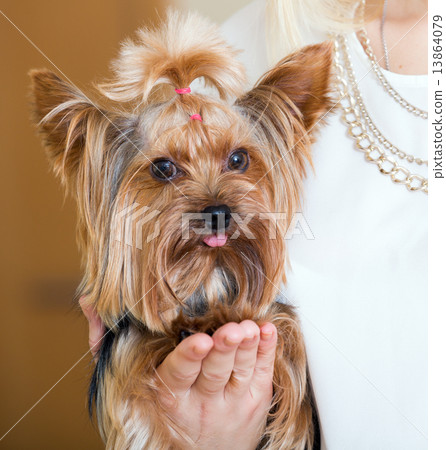Female owner holding Yorkshire Terrier 13864079
