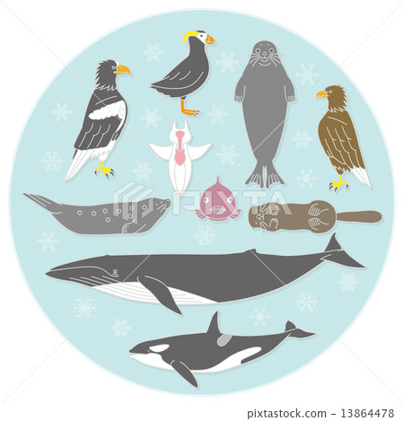 北海道北海道的海邊生物 13864478