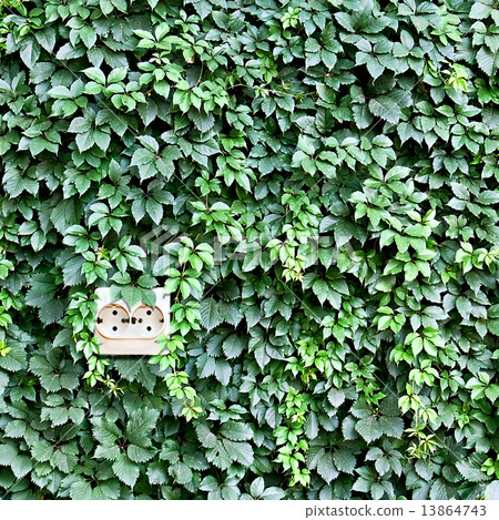 power outlet built into the background of leaves 13864743