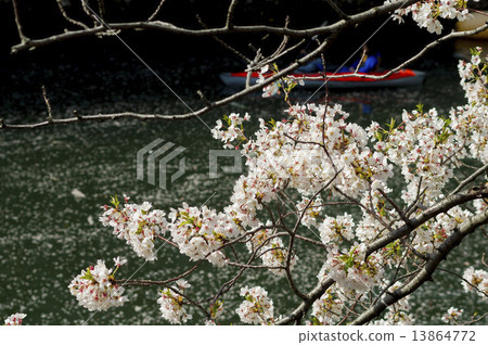 春天大岡河和櫻花 13864772