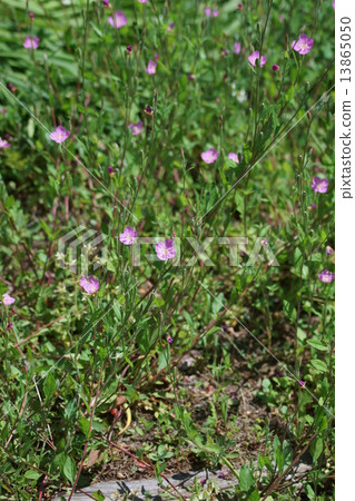 It is called Akafuya Makeup Yuge Shaw. 13865050