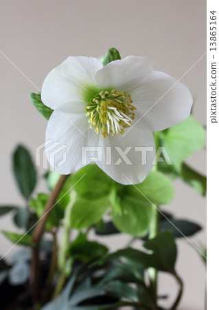 聖誕玫瑰(Halebols Nigel)(垂直大) 聖誕玫瑰(Halebols Nigel)(垂直大) 13865164