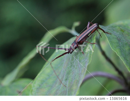 Creatures Insects Aosuke Kamikiri, green lice beetle beautiful beetle. It damages Acacia and Nemnock [2] 13865616