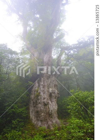 清晨薄霧的繩紋雪松 清晨薄霧的繩紋雪松 13865725