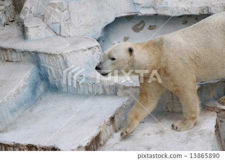 Polar bear Tennoji Zoo (Osaka) 13865890