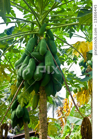 圖庫照片: bunch of papayas hanging on tree