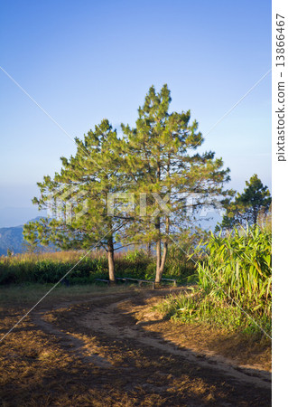 Mountain and trees scenery in northern Thailand Mountain and trees scenery in northern Thailand 13866467