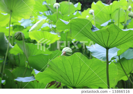 A lotus A lotus 13866516