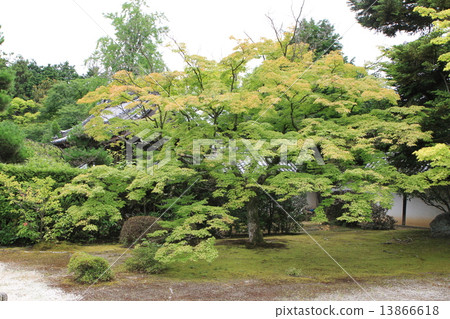 Zuikokoroin 13866618