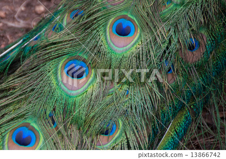 Peacock feathers Peacock feathers 13866742