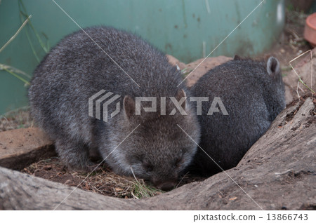 Wombat baby Wombat baby 13866743