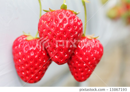 草莓 13867193