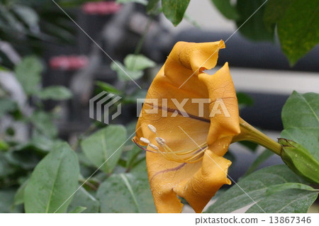 Sorandra Maxima Sorandra Maxima 13867346