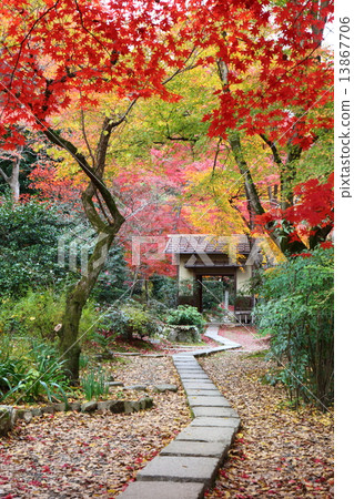 Kiyonami在京都的秋天 13867706