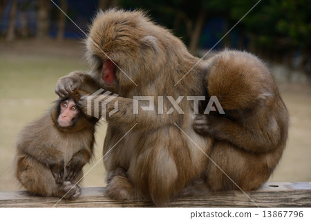 水修飾 水修飾 13867796