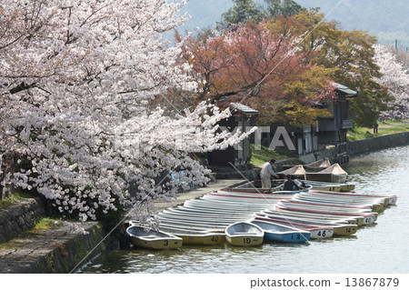 京都春天的廣澤池塘 京都春天的廣澤池塘 13867879