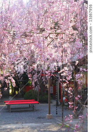 Weeping cherry tree at Suika Tenmangu Shrine in Kyoto 13867956