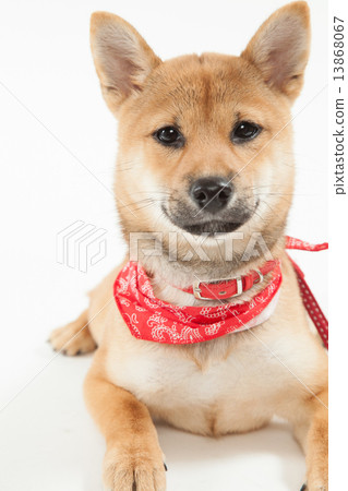 Shiba Inu • 5 years old • Female 13868067