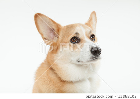 Welsh • Corgi • Two and a half years old • Male Welsh • Corgi • Two and a half years old • Male 13868102