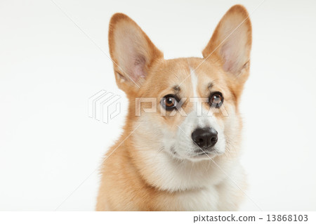Welsh • Corgi • Two and a half years old • Male Welsh • Corgi • Two and a half years old • Male 13868103