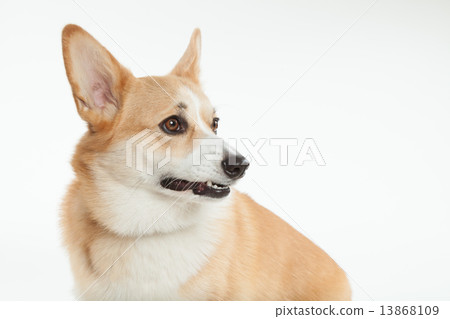 威爾士•柯基犬•兩歲半•男 威爾士•柯基犬•兩歲半•男 13868109