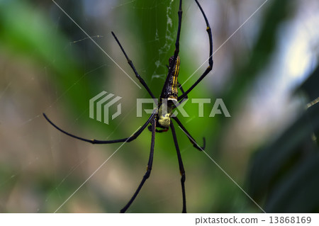Golden Silk Orb-Weaver 13868169