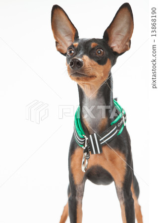 迷你杜賓犬•9個月•男性 13868190