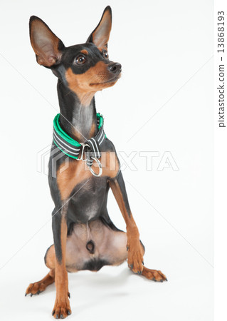 迷你杜賓犬•9個月•男性 13868193