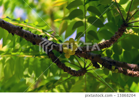 Yellow Fruit on a Green background. Yellow Fruit on a Green background. 13868204
