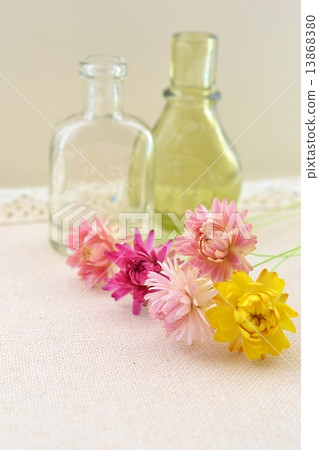 蠟菊乾燥花 13868380