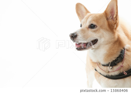 Mixed Dog (Corgi x Shiba Inu) • 11 years old • Female 13868406