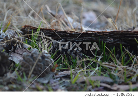 Pinecone Pinecone 13868553