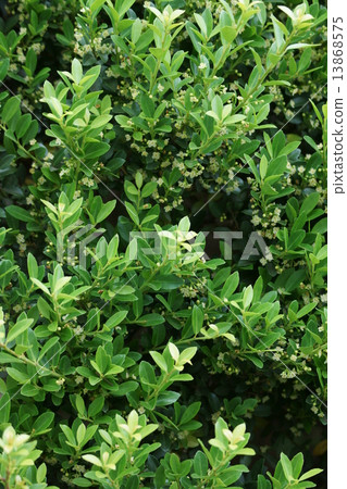 Dog Yellow Young Tiny little flower Dog Yellow Young Tiny little flower 13868575