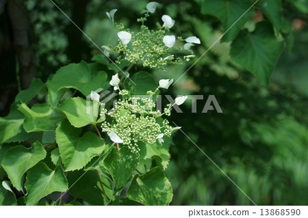 Iwakuni Iwagarami is my name. It is similar to hydrangea. Iwakuni Iwagarami is my name. It is similar to hydrangea. 13868590