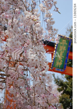 在平野神社的櫻花 在平野神社的櫻花 13869284