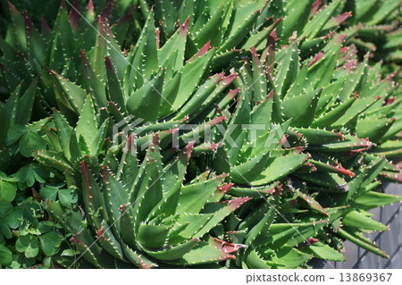 它被稱為蘆薈nobilis夜間城堡(Fujiyou)。 它被稱為蘆薈nobilis夜間城堡(Fujiyou)。 13869367