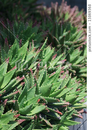 它被稱為蘆薈nobilis夜間城堡（Fujiyou）。 13869368