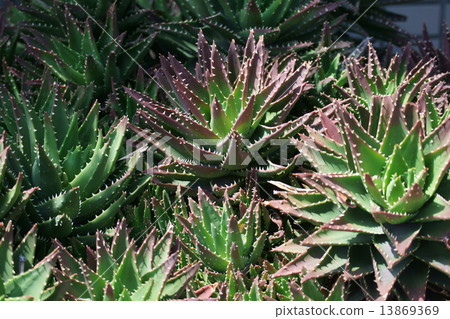 它被稱為蘆薈nobilis夜間城堡(Fujiyou)。 它被稱為蘆薈nobilis夜間城堡(Fujiyou)。 13869369