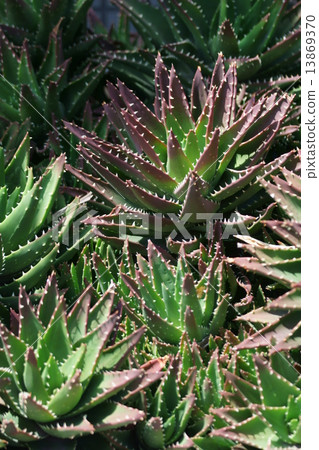 它被稱為蘆薈nobilis夜間城堡（Fujiyou）。 13869370