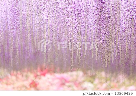 紫藤 13869459