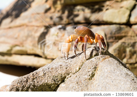 Hairy leg mountain crab, Tachai island, Phang Nga Province, Thai 13869601