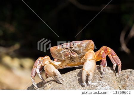 Hairy leg mountain crab, Tachai island, Phang Nga Province, Thai 13869602