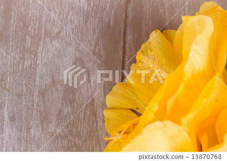 colorful hibiscus flowers colorful hibiscus flowers 13870768