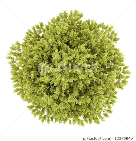 top view of honey locust tree isolated on white... - 스톡일러스트 [13870949